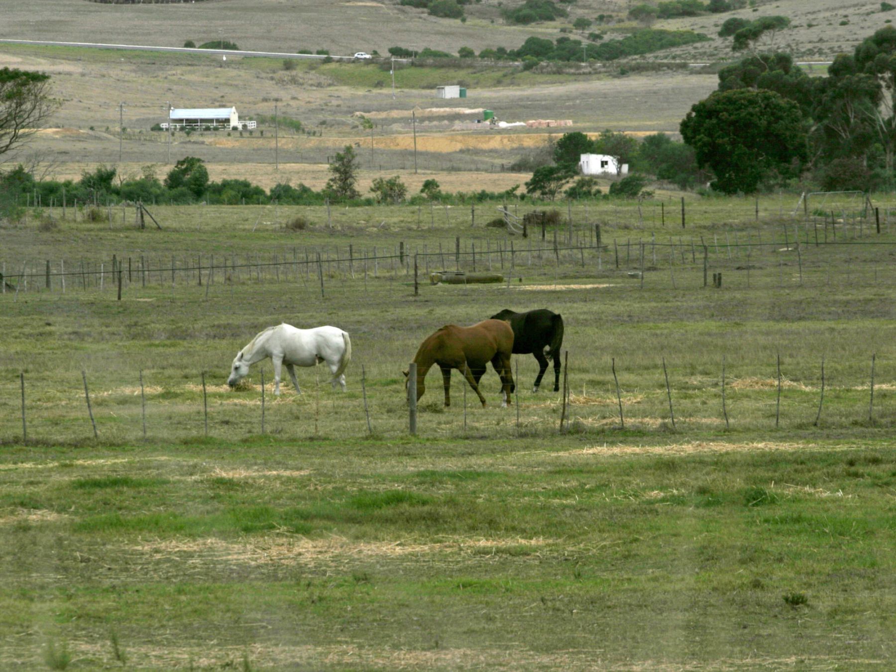 Horses-Standford-1_06